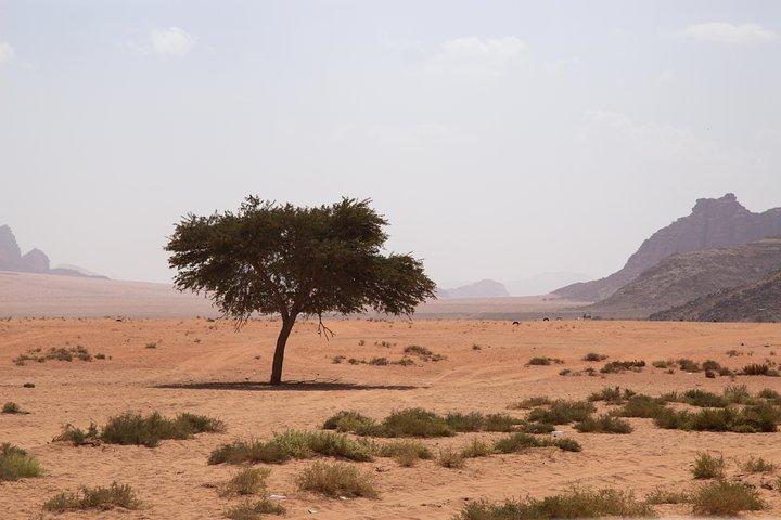 Wadi Rum: 4 timmars höjdpunktstur