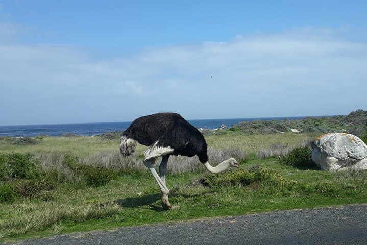 Cape Peninsula Full Day Tour in Private Car