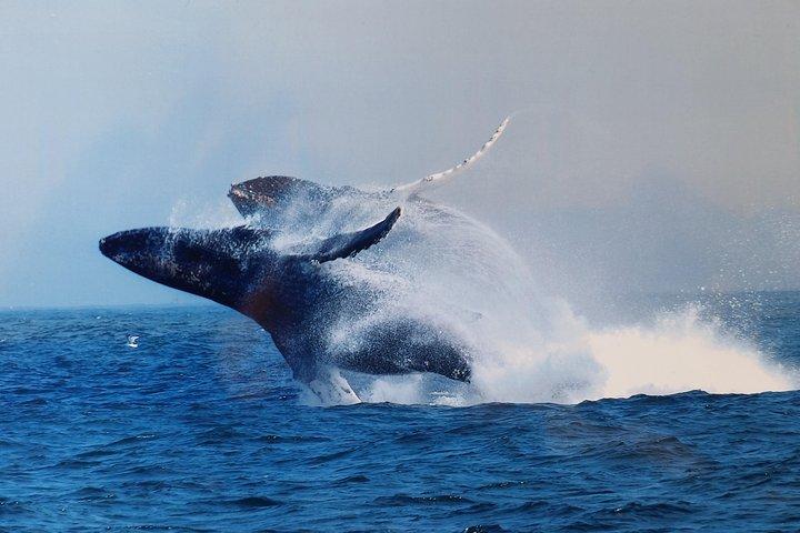 Excursion d'observation des baleines Monterey Californie