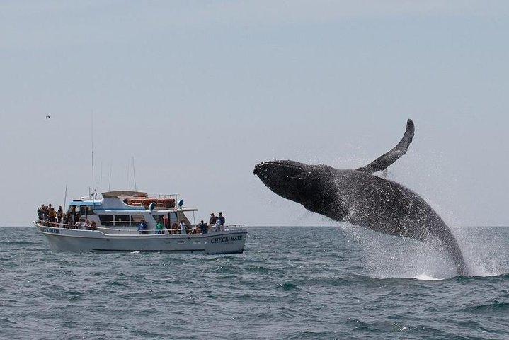 Excursion d'observation des baleines Monterey Californie