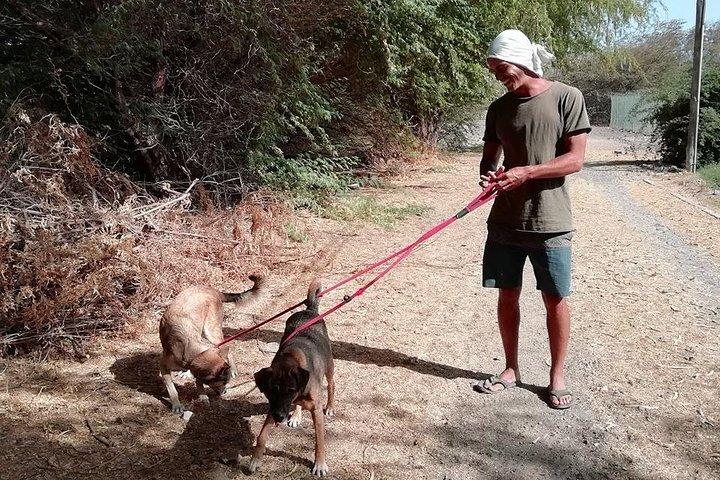 Volunteering with animals in Sao Vicente!