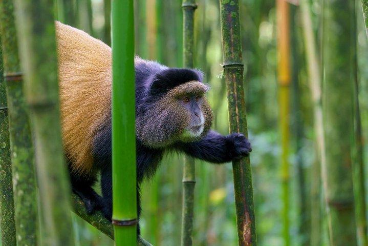 Primates Field Study Education Tour