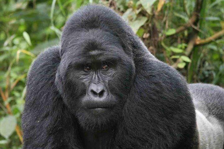 Primates Field Study Education Tour