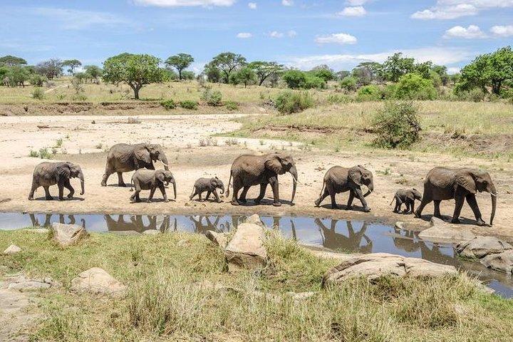 Tarangire Park Day Excursion