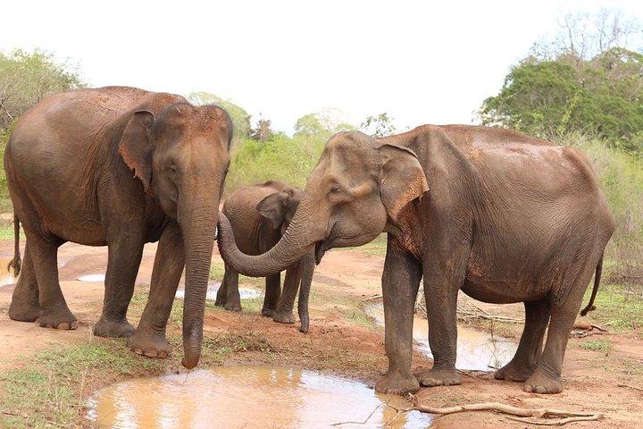 Tour della fauna selvatica della Sri Lanka