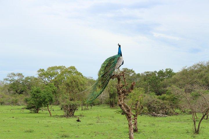 Tour della fauna selvatica della Sri Lanka