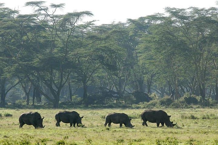 2 Days 1 Night Lake Nakuru National Park Tour