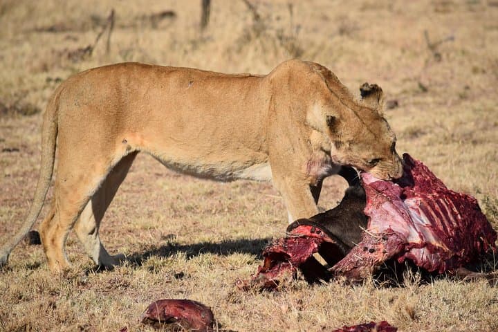 2 Days 1 Night Lake Nakuru National Park Tour