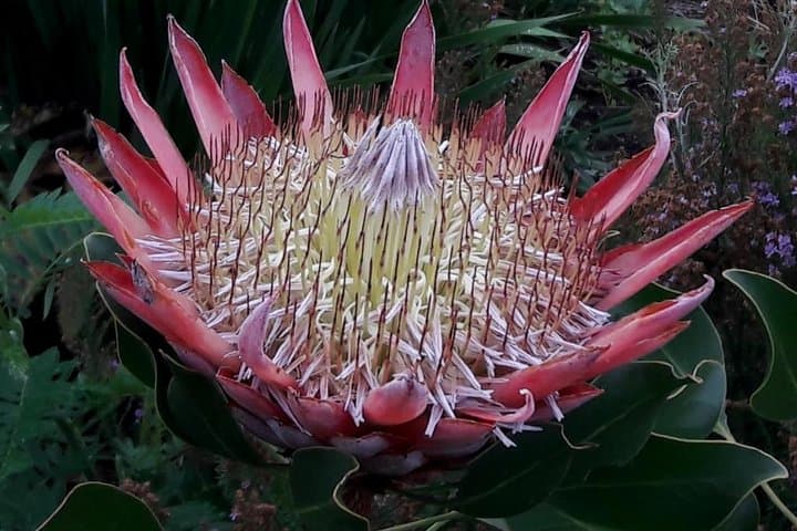 Table Mountain Hike via Kasteels Poort Trail