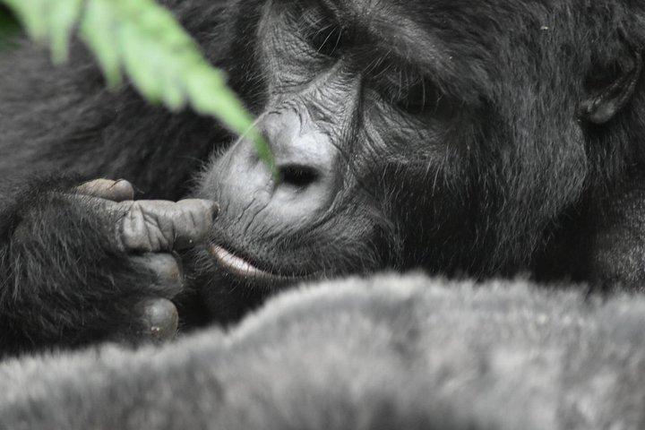 Drei Tage Gorilla Safaris in Uganda