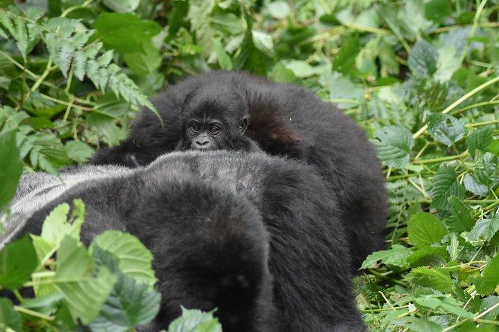 Drei Tage Gorilla Safaris in Uganda