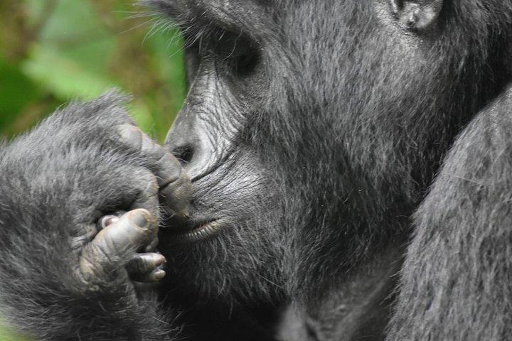Drei Tage Gorilla Safaris in Uganda