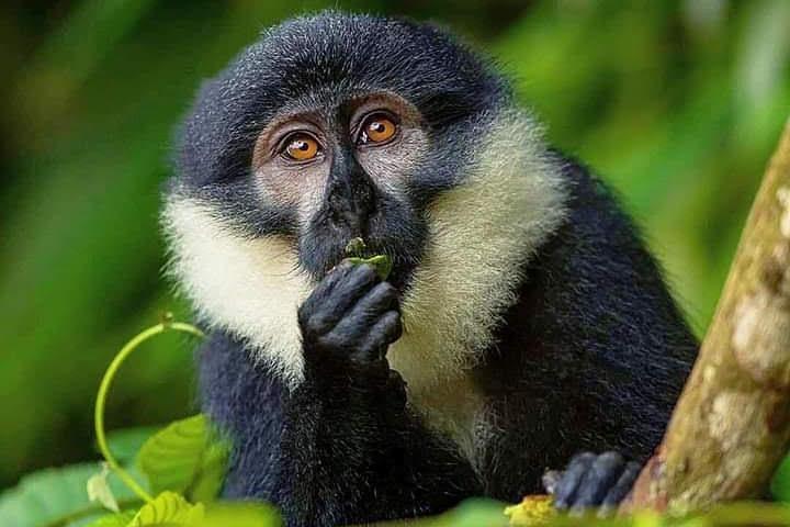 Syv dage en vidunderlig ugesafari i Uganda