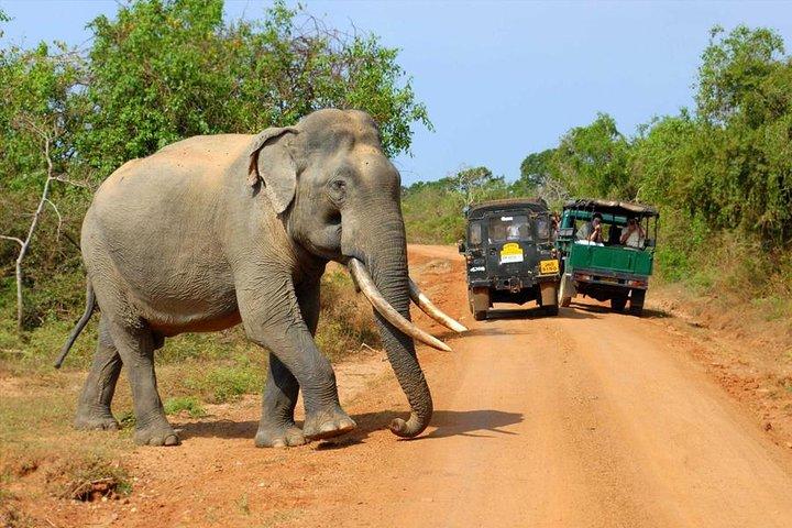 Safari i Udawalawe National Park