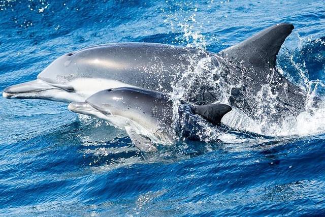 Dolphin Cruise