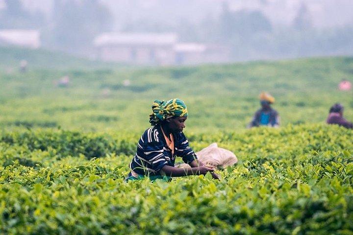 4 jours d'essence du Sri Lanka