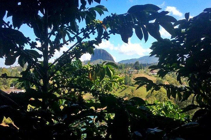 Guatape & Coffee Farm & El Peñol Rock: The Best Private Tour