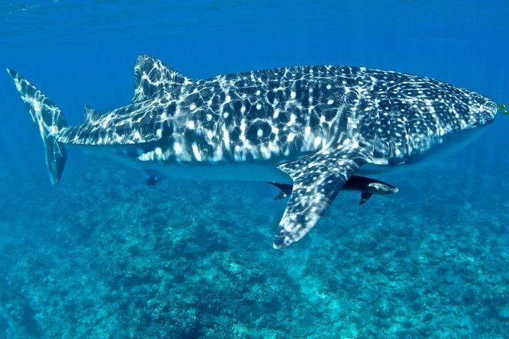 Svøm med hvalhajer i Ningaloo Reef: 3 Island Shark Dive