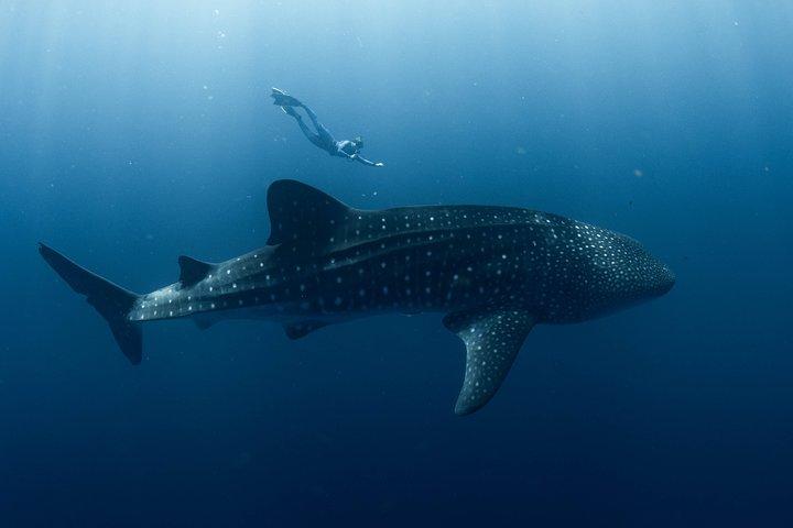 Svøm med hvalhajer i Ningaloo Reef: 3 Island Shark Dive