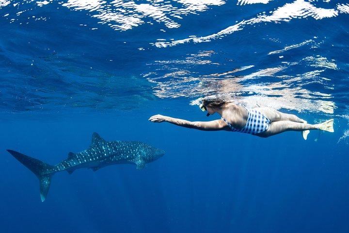 Svøm med hvalhajer i Ningaloo Reef: 3 Island Shark Dive
