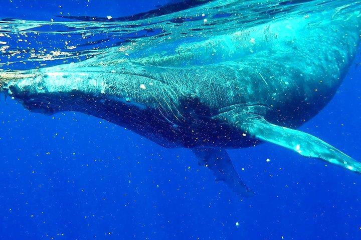 Tour delle balene - Osserva e nuota con le balene