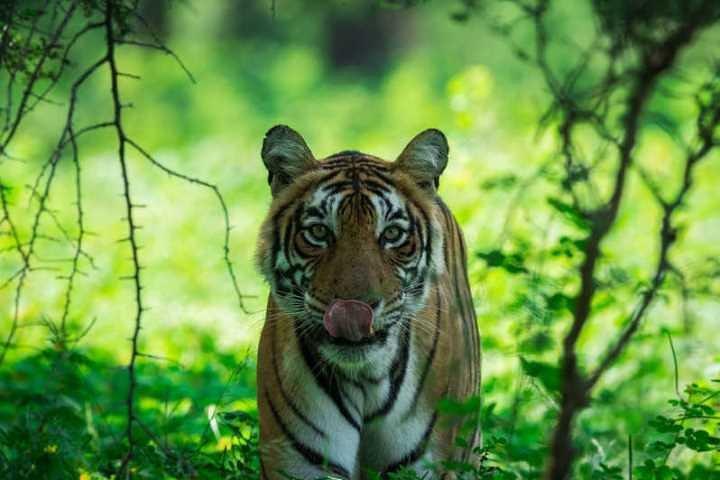 Trasferimento privato di sola andata da Agra a Ranthmbore