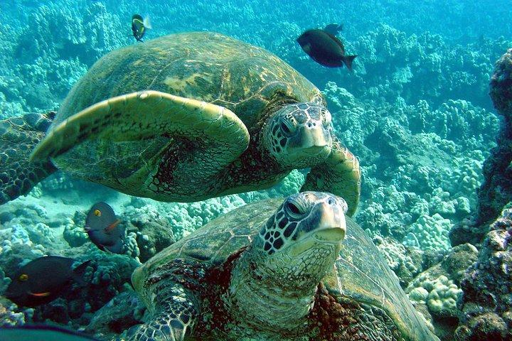 マウイ島マケナ タートル タウン エコ アドベンチャー