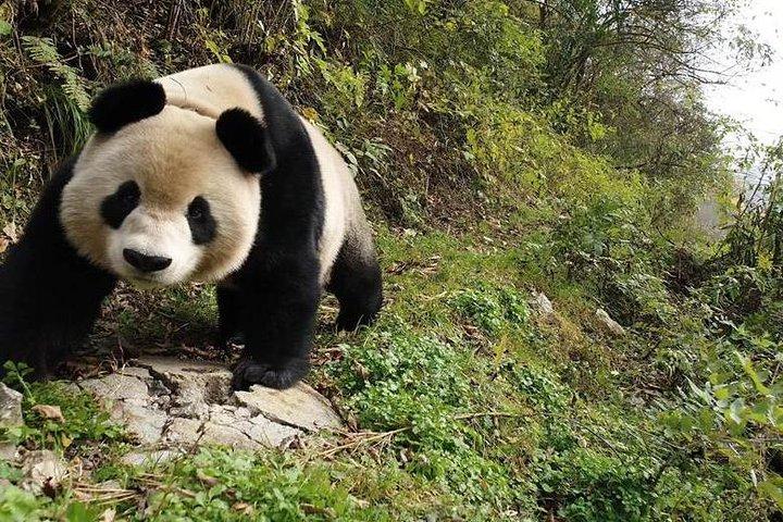 3-Day Chengdu Tour of Dujiangyan Panda, Leshan Buddha plus Sichuan Cooking Class
