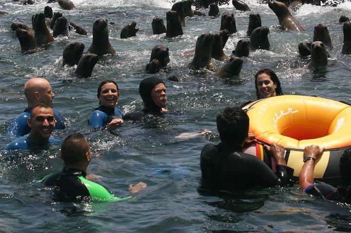 Nuoto Con I Leoni Marini All'isola Del Palomino