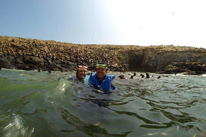 Nuoto Con I Leoni Marini All'isola Del Palomino