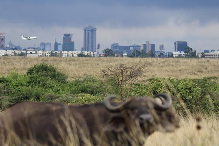 Nairobi National Park guided tour