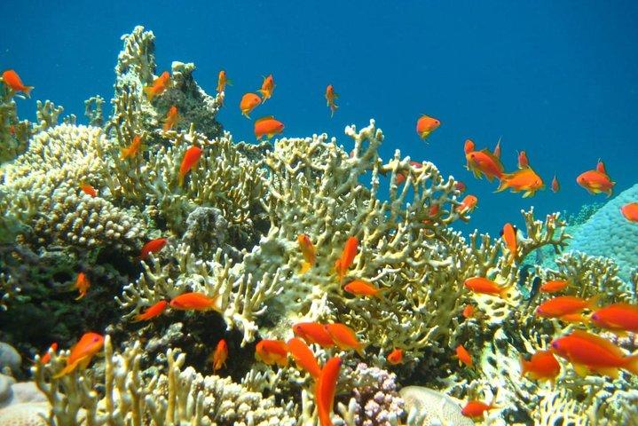 Private Tour 5 Tage Kairo & Scharm El-Scheich-Paket