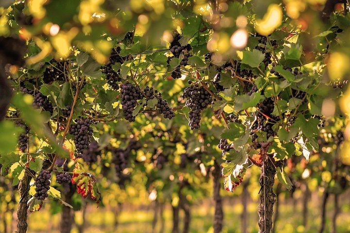 Privado: Outdoor Escape Game Tuniberg: Eduardo & o segredo do vinho