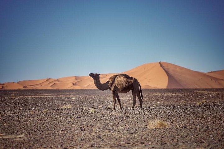 3-Day desert tour Marrakech to Fes via Merzouga