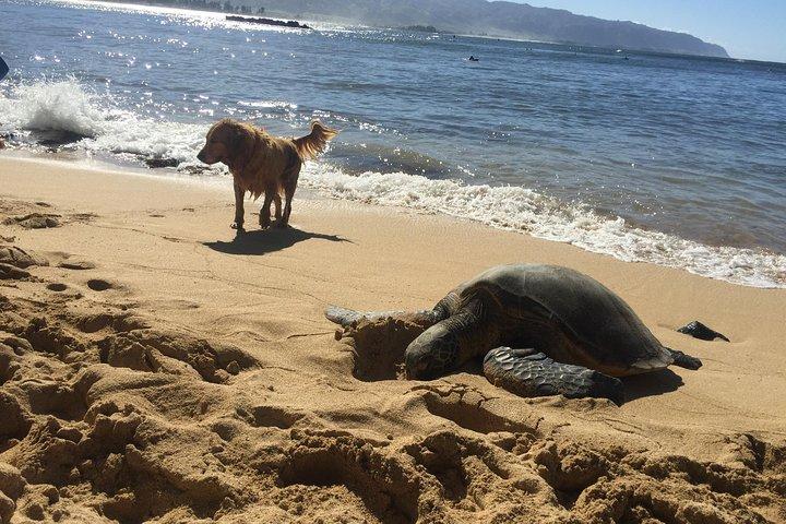 Cursos de surf na costa norte de Oahu
