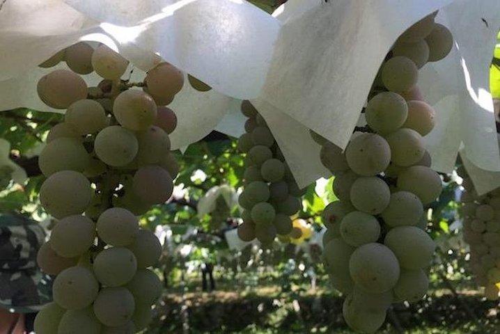Japanse keuken Tour maken met wijnervaring door Yokohama Winery