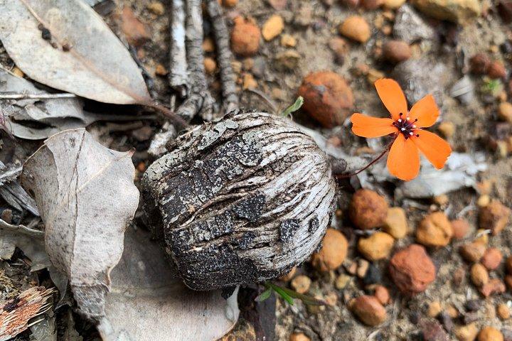 Vårens vildblomma privata dagsturer