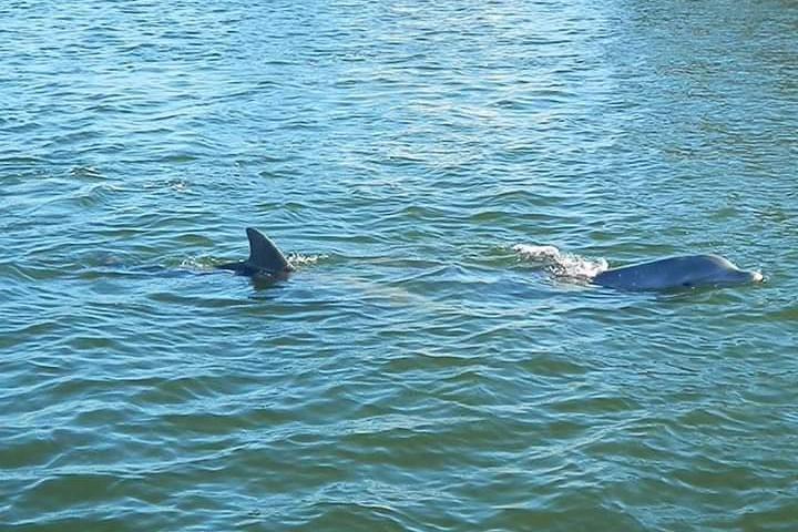 Begeleide boottocht van twee uur door de Indian River Lagoon