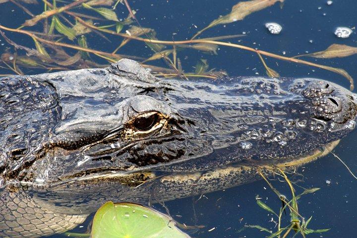 1 time Everglades Airboat Tour Orlando Florida