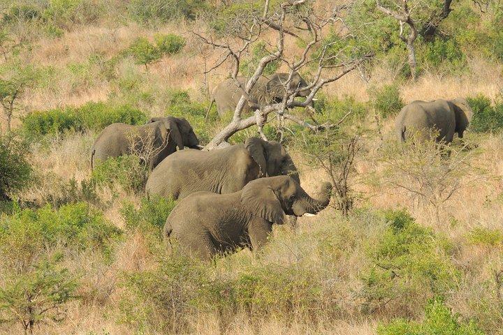Hluhluwe / iMfolozi Game Reserve Journée complète Game Drive