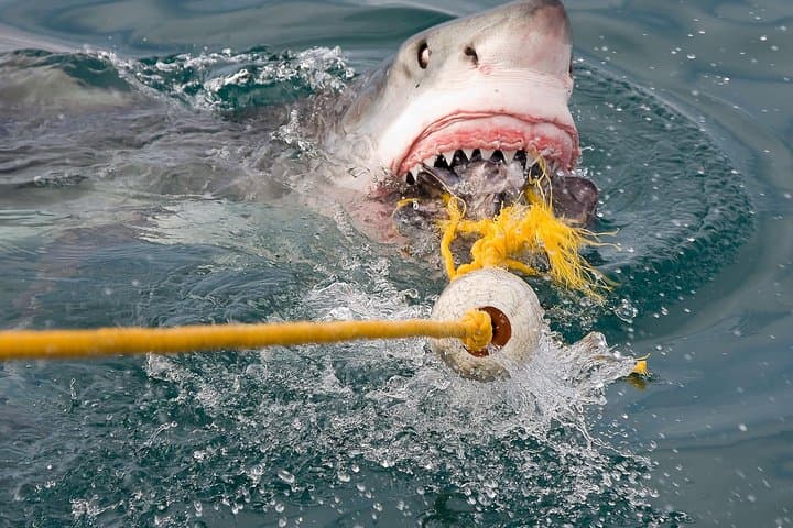 5-Day Garden Route in 4-star Accommodation (BB)