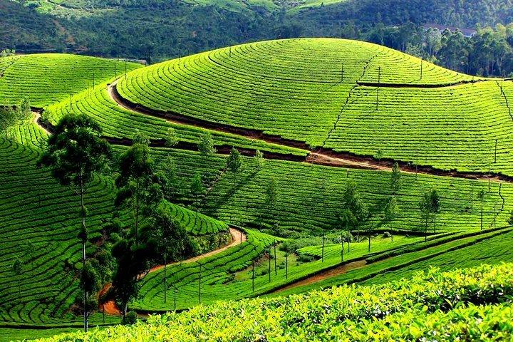 Excursión privada de un día a Munnar desde Kochi (Cochin)