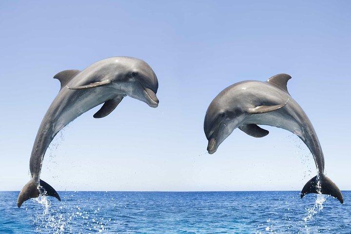 Tour dei delfini e snorkeling da Muscat