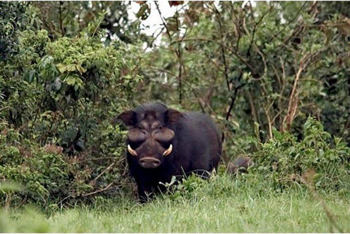 4 jours Aberdare, lac Nakuru, lac Naivasha Safari (minimum 2 personnes)