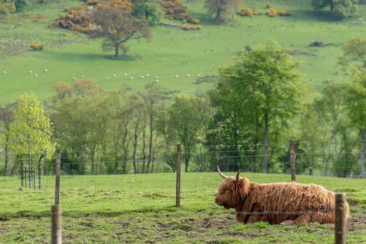 Tour di Loch Ness, Glencoe e le Highlands scozzesi da Edimburgo