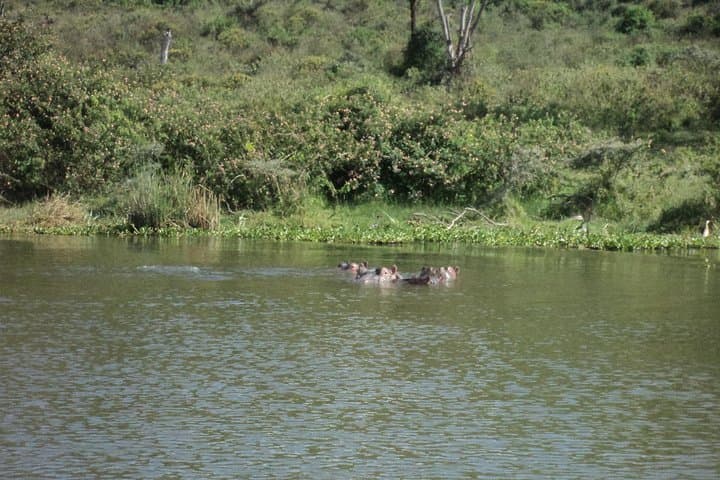 Nairobi to Lake Naivasha Day Tour with Crescent Island