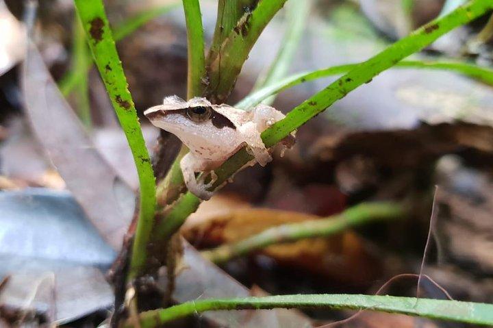 Sinharaja Rainforest Short Tour By Rainforest Expedition