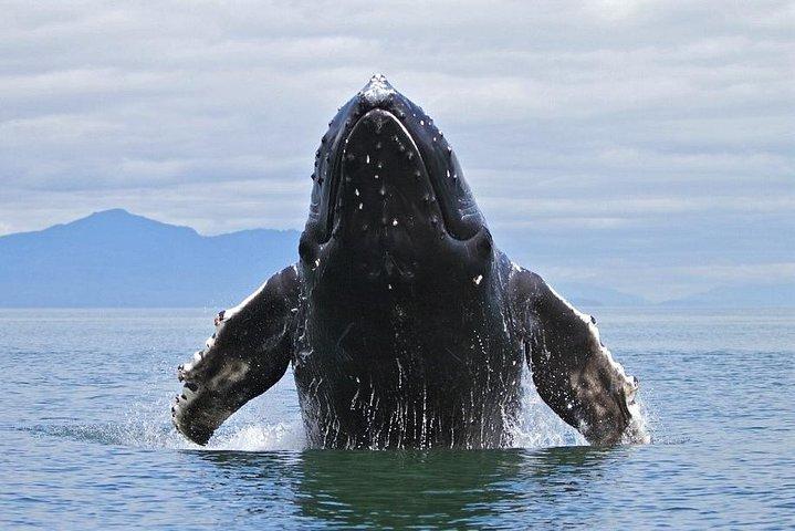 Samana Tours (With Whales) Escursione di un'intera giornata! Tour tutto compreso!
