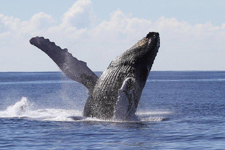 Samana Tours (With Whales) Ganztagesausflug! All-inclusive-Tour!