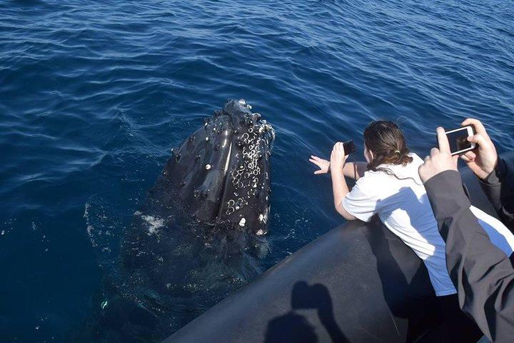Samana Tours (With Whales) Ganztagesausflug! All-inclusive-Tour!